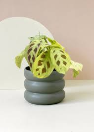 Image result for maranta