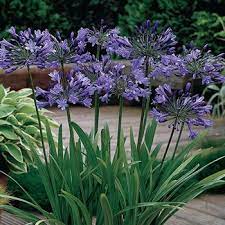 Agapanthe Globe Bleu Blue Flowers Garden Evergreen Plants Purple Flowers Garden
