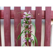 Image result for Leonurus japonicus