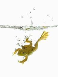 Common Green Frog Frog Pictures Cute Frogs Frog Art