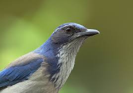 Blue Birds Of Central Oregon Westernscrubjayp Aves