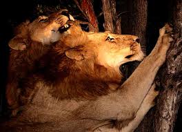 Los leones eran increíblemente audaces, incluso se atrevían a atacar a plena luz del día, llevándose a los trabajadores sin ninguna oportunidad de además, la leyenda de los leones de tsavo fue llevada a la gran pantalla por el director stephen hopkins en su película los demonios de la noche (1996). Los Leones De Tsavo Fantasma Y Oscuridad El Pensante