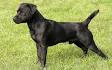 Patterdale Terrier (Fell Terrier) Puppies for Sale from ...