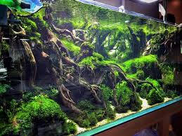 Amazing Driftwood Hardscape Purchase Natural Driftwood For Your Aquarium Here Www Driftwoodwarehouse Com Aquascape Aquarium Aquarium Design Aquarium Landscape