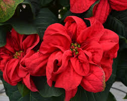 Maybe you would like to learn more about one of these? Poinsettias Fairview Garden Center