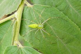 peucetia viridans wikipedia