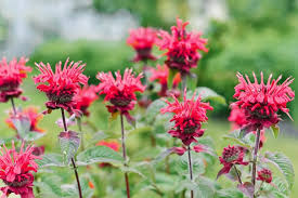 Image result for Monarda