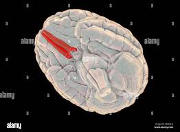 Image result for Brain Gyri