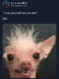 Pin By Dreainube On Fashion 2020 Funny Animal Jokes Funny Animal Memes Really Funny Memes