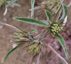 Image result for Dicoma tomentosa