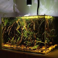 The Ever Evolving Planted Blackwater Botanical Style Tank Nature Aquarium Biotope Aquarium Blackwater