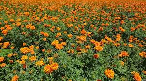 With seeds so easy to handle, marigolds are frequently used in gardening programs for children or the elderly. Growing Marigold A Beginners Guide Asia Farming