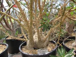 Image result for Pachypodium lealii