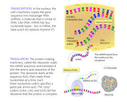 transcribe and translate a gene