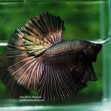 Ohm Copper Gold Competition Grade For Sale 50 Usd By Nice Betta Thailand Www Nicebettathailand Com Nicebettathailand Betta Betta Fish Breeding Betta Fish