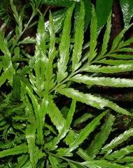 Image result for Vittaria reekmansii