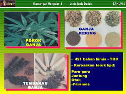 Di beberapa negara di eropah memberi lembu tenusu makanan dari pokok kanabis kerana dipercayai ianya menggalakkan pengeluaran susu. Jenis Jenis Dadah