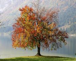 Toamna este unul din cele patru anotimpuri ale climei temperate. 49 1280 Peisaje Toamna Trandafir