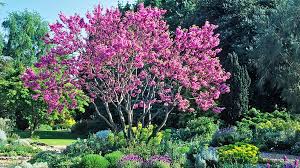 They look particularly effective when planted in larger groups in the border where they will excel. Joe Swift The Best Blossom Trees For A Small Garden Weekend The Times