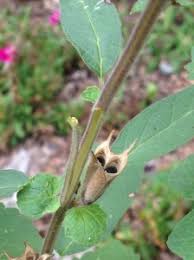 Image result for Ceratotheca triloba