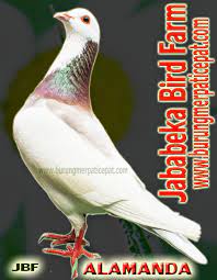 Discover now our large variety of topics and our best. Download Gambar Burung Merpati Tinggi Pickini