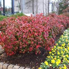 Fire Power Nandina Shrub Fast Growing Trees Shrubs For Sale Front Flower Beds