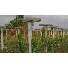 Check spelling or type a new query. Gray Cement Dragon Fruit Poles Thickness 3 5 Inch Rs 165 Piece Id 20498479633