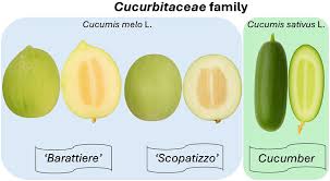 Image result for Cucumis melo