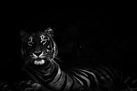 Maybe you would like to learn more about one of these? 100 Gambar Hitam Fauna Terbaik Gambar Pixabay