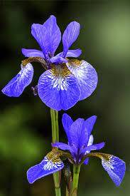 Pin On Flowers