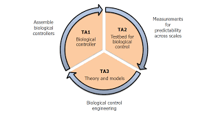 Biological control is an environmentally sound and effective means of reducing or mitigating pests and pest effects through the use of natural enemies. Control Systems And Biology