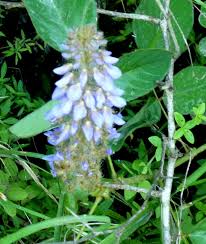 Image result for Uraria