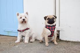 Pin On Fun Functional Dog Products