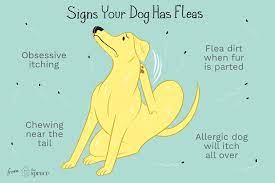 Fleas are alive so when you try to check your dog's fur they will hide. How To Treat Fleas In Puppies And Dogs
