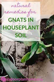 Generally a concentration of one tablespoon dish soap in a quart of water is strong enough. How To Get Rid Of Gnats In Houseplant Soil Indoor Plant Care Indoor Plant Care Plant Pests Gnats In House Plants