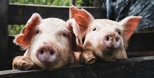 Image result for pig