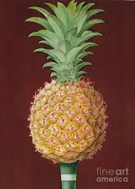Wybierz z szerokiej gamy podobnych scen. Antigua Black Pineapple Painting By English School