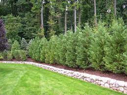 Columnar, evergreen shrubs are a classic solution for dividing space and for creating a screening in your garden. Best Trees And Plants For Privacy Privacy Fence Landscaping Fence Landscaping Privacy Landscaping Backyard