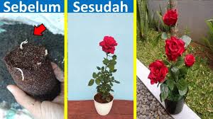 Check spelling or type a new query. Saya Bongkar Cara Baru Stek Bunga Mawar Tanpa Obat Stek Di Jamin Tumbuh 100 Bagi Pemula Youtube
