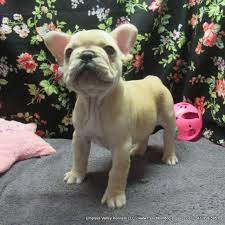 Published in the oregonian media group 6/7. Umpqua Valley Kennels French Bulldogs Home Facebook