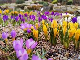 Image result for Cycnium recurvum