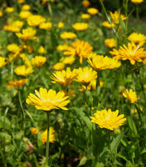 Hledáte ocún oxi s boty? Mesicek Lekarsky Zluty Prodej Seminek Calendula Officinalis Mesicek