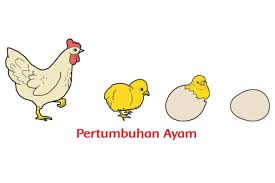 Temukan anak ayam brain out. Contoh Hewan Lain Yang Memiliki Ciri Ciri Sama Seperti Ayam Materi Tema 1 Kelas 3 Sd Mi Halaman 99 Dan 100 Kabar Lumajang