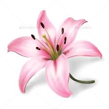 Pink Lily Flower Isolated On White Background In 2020 Pink Lily Flower Lily Flower Flower Art Painting