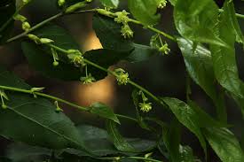 Image result for Drypetes arguta