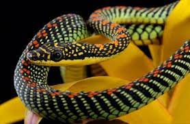 Colourful Flying Snake Chrysopelea Myclipta Snake Reptile Snakes Colorful Snakes