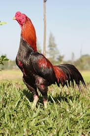 Agen Sabung Ayam Online Klik Picture For More Information Ayam Jantan Piaraan Hewan