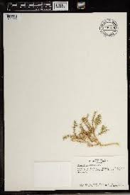 Image result for Balanites pedicellaris