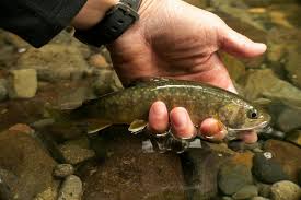 Masanori Sarai 's Fly-fishing Picture of a Iwana - White Spotted Char – Fly  dreamers