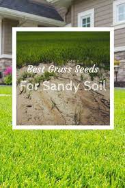Best Grass Seeds For Sandy Soil Lawngrasscare Best Grass Seed Sandy Soil Growing Grass